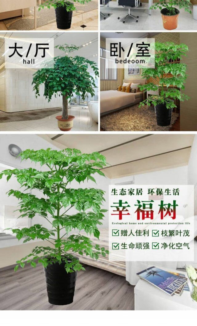 树盆栽绿植室内办公室大型盆栽植物幸福树树苗客厅幸福树配懒人盆含盆
