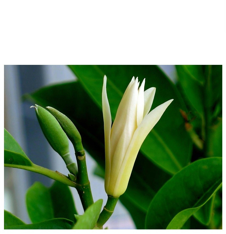 白兰花盆栽花卉植物室内花黄角兰白玉兰花树苗老桩d7白兰5年苗7090cm