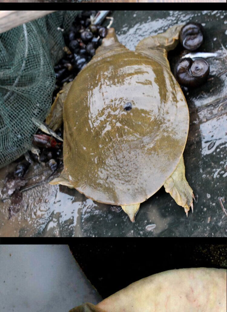 【活鮮-死亡包賠】生態甲魚 鮮活王八烏龜食用老鱉野外甲魚活體批發