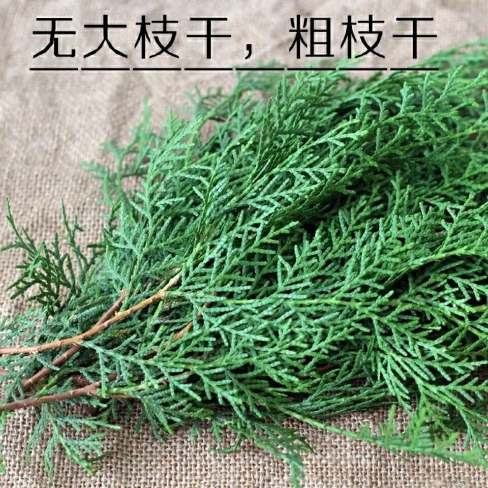 秦岭野生新鲜侧柏叶中药材扁柏叶1500克实惠装