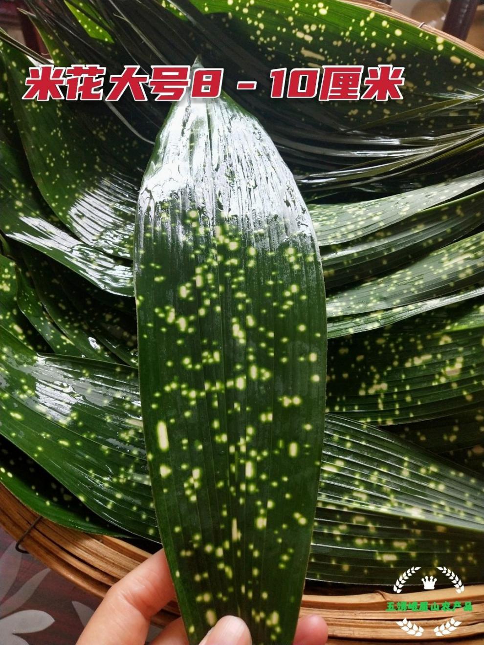 新鲜大粽叶四川花粽叶包粑叶子下单就送捆绑绳100张铜钱花大号棉线