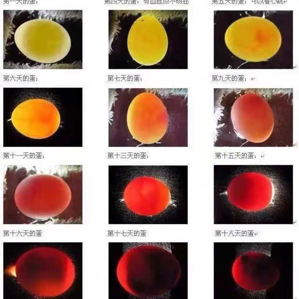 七彩鸟蛋孵化图图片