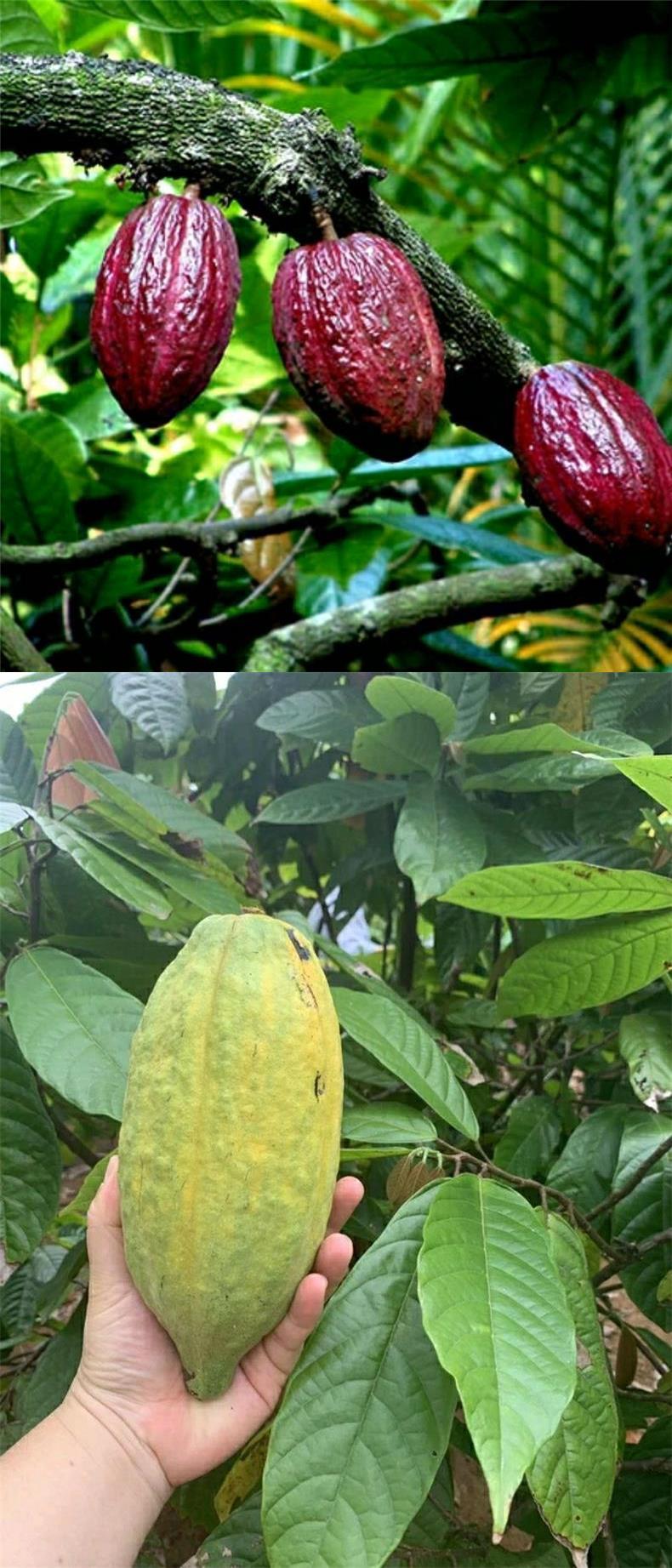 可可果新鲜罕见稀有水果海南特产热带巧克力制作可食用原料可可豆 600