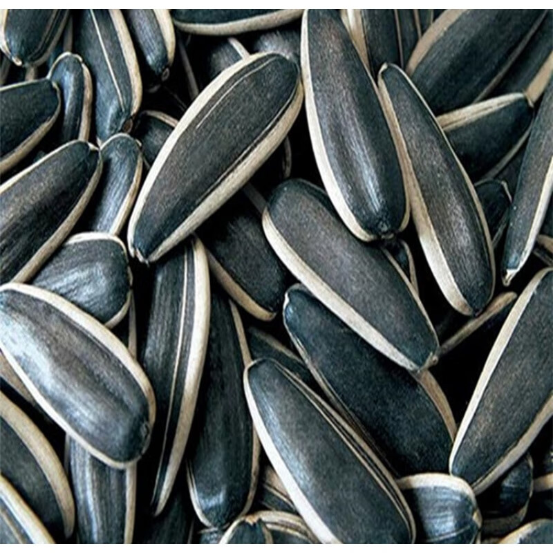 内蒙古五原县新货精选薄皮601小生瓜子生小葵花籽2500克瓜子散装361大