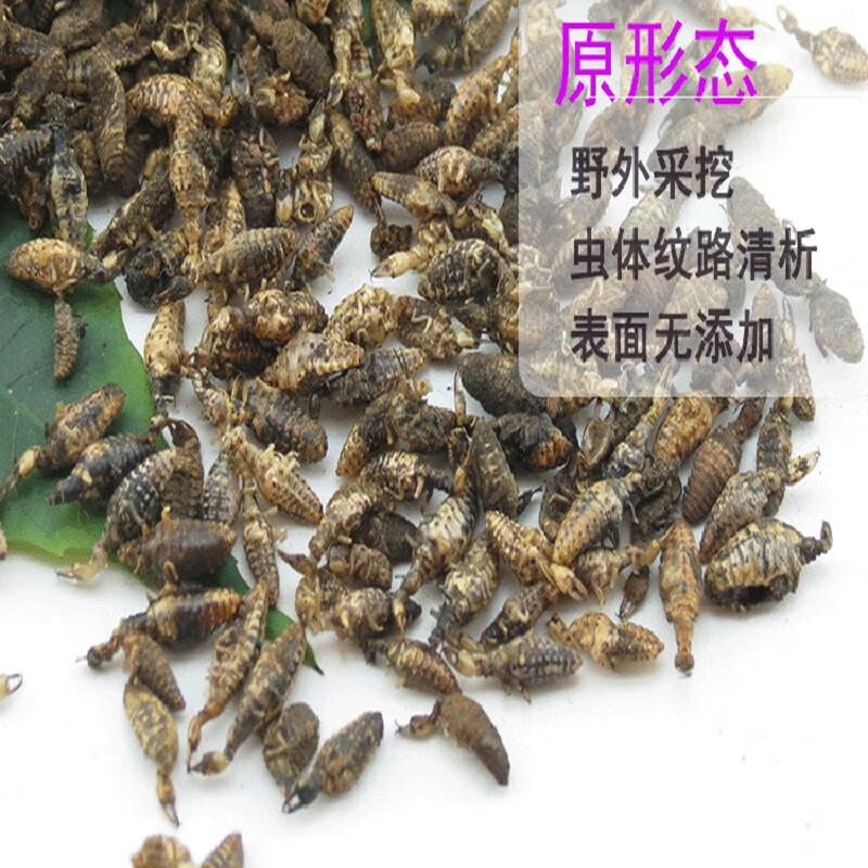 金沙牛中药材广西野生蚁狮金砂牛蚂岭虫10g无杂质地牯牛沙牛虫【图片
