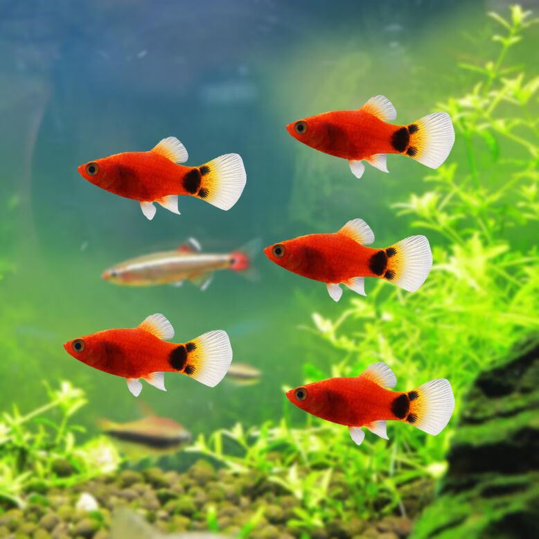 小型热带鱼小鱼活观赏鱼红黄米奇鱼胎生玛丽鱼淡水鱼耐活好养活体红