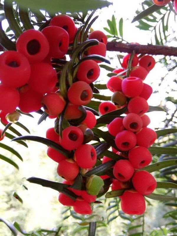 南方红豆杉干果子红豆杉鲜果中材泡酒茶500g红豆杉干果一斤