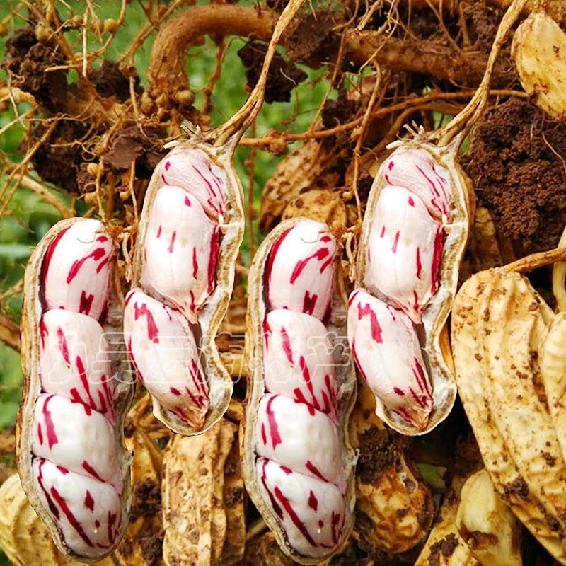 【预售】新鲜现拔现发带泥云南七彩花生黑花生湿花生3斤 新鲜湿花生