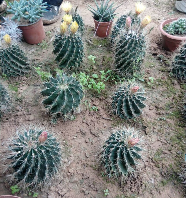 仙人植物仙人球龙王球别名左右旋龙王丸盆栽龙王球56厘米不含盆