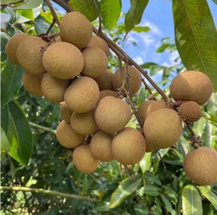 广东高州龙眼新鲜桂圆储良石硖当季水果现货3斤