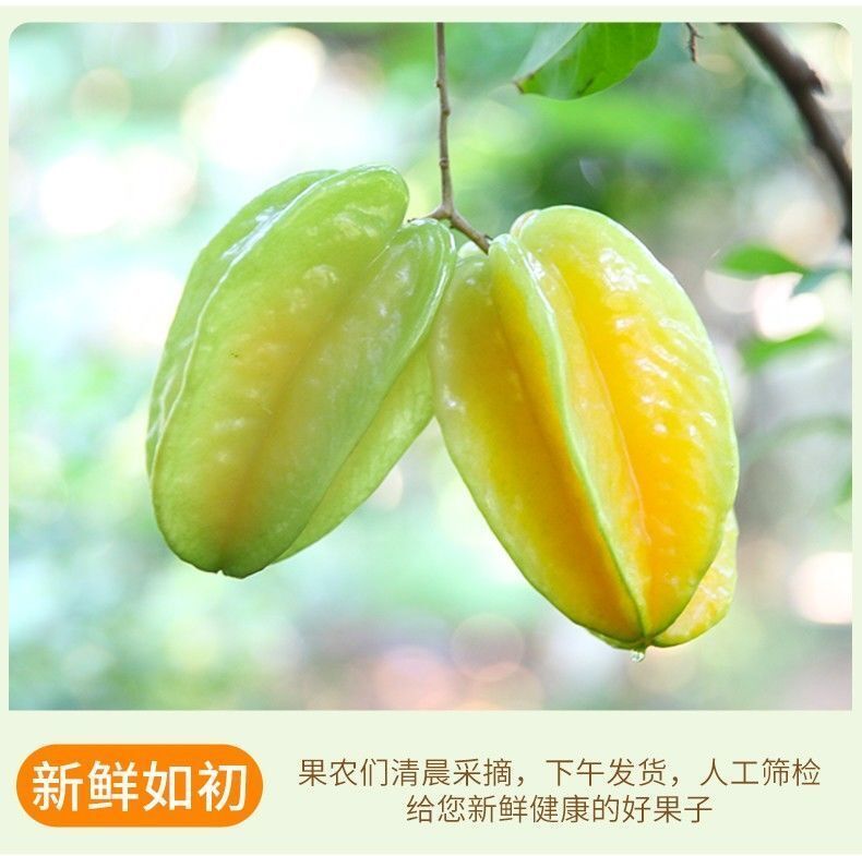 下河杨桃酸甜多汁新鲜孕妇当季下火3/5斤 5斤【20年老树果子】老农