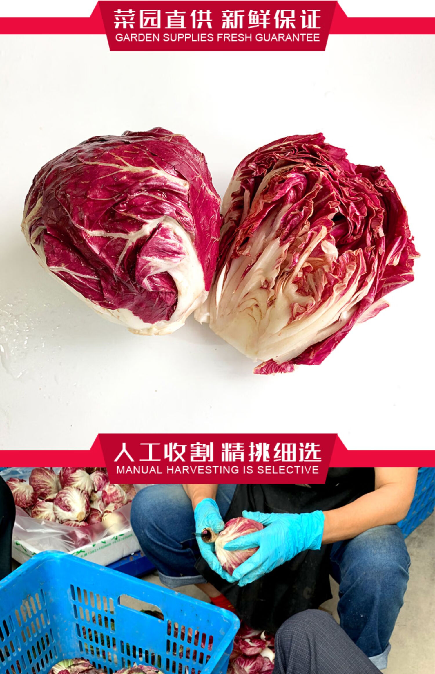 落地球生菜500g 新鲜蔬菜沙拉食材 西餐配菜 紫苣红菊苣 紫苣红菊苣