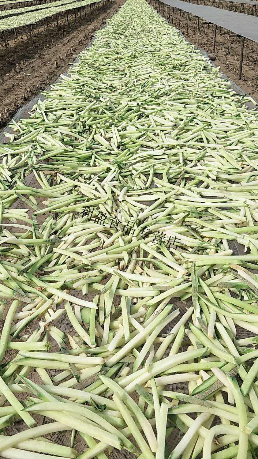 东北绿萝卜干条 自晒农家青萝卜 干货下饭菜特产散装批发 一斤装(500