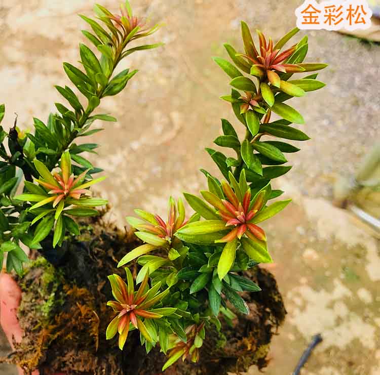 芊闕海島紅芽太子妃羅漢松四季紅紫真趣黃金鑽海島黃芽小桃紅圓葉珍珠