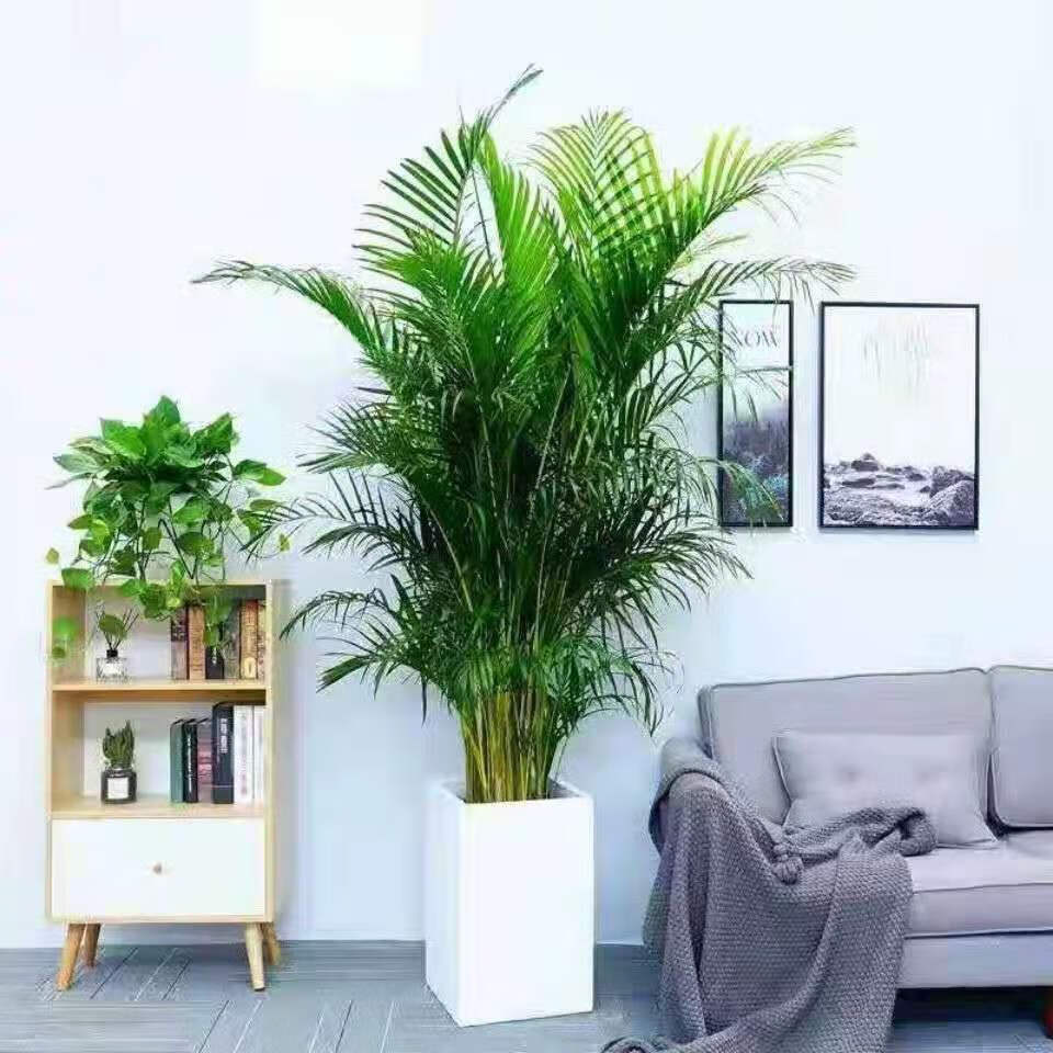 精选现发散尾葵四季常青凤尾竹袖珍耶室内大型绿植盆栽花卉四季好养活