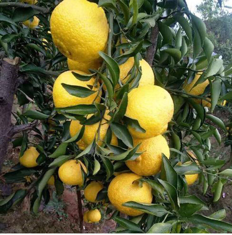 怀化洪江黄金贡柚丑八怪雪峰柚湖南特产春香柚10斤新鲜水果应当季孕妇