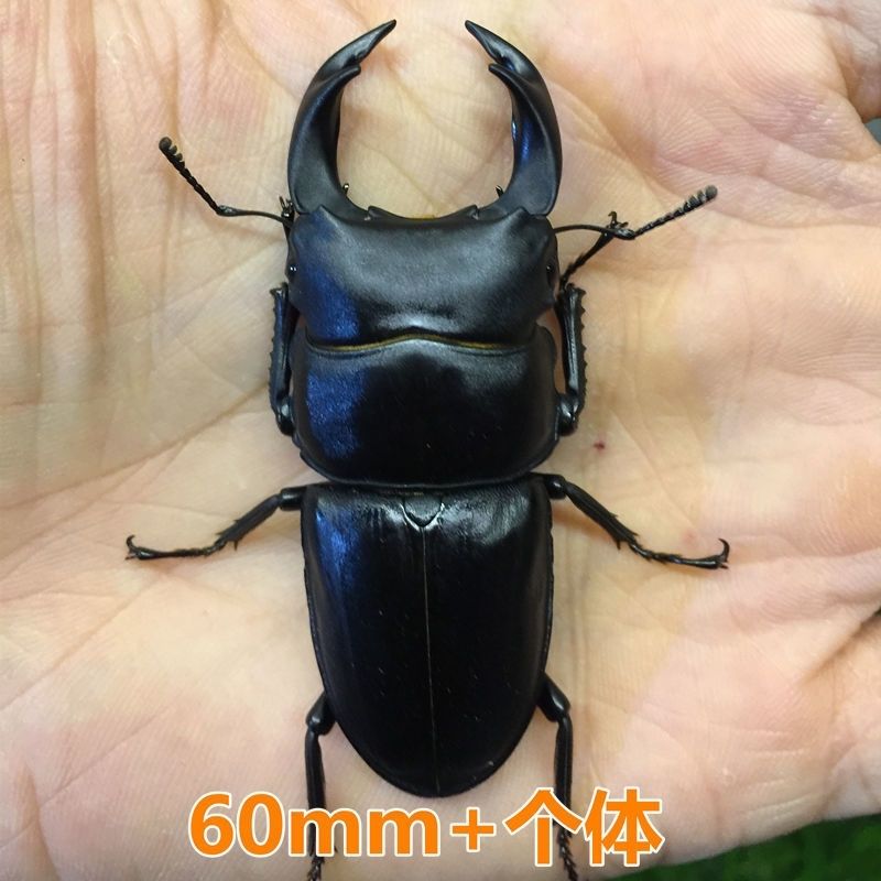 甲虫活体 大锹甲成虫甲虫宠物独角仙活物秋甲中大爬虫 大母一只【图片