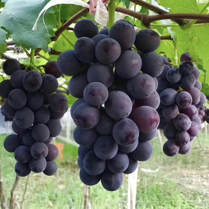采缇 巨峰葡萄新鲜现摘大葡萄当季孕妇宝宝水果葡萄整箱 4斤【优选装