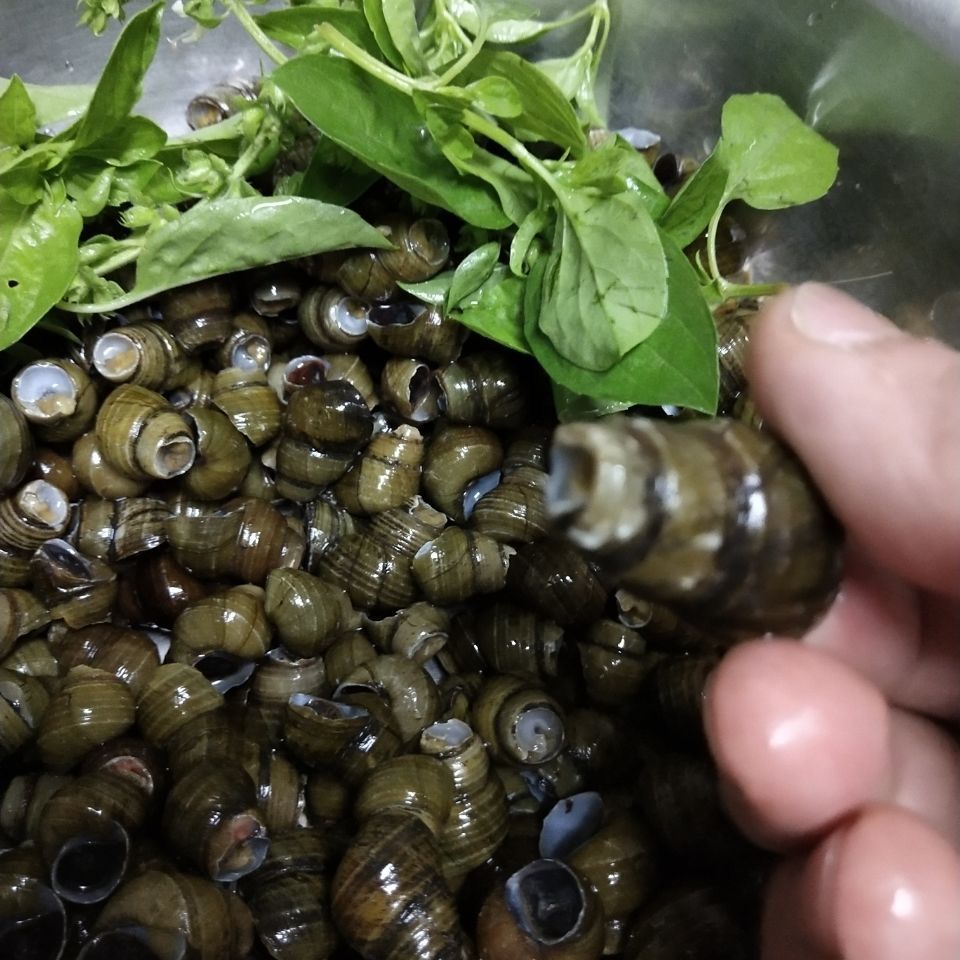 顺丰速运湖北特产新鲜淡水小田螺活体泥螺螺蛳粉螺丝肉鲜鲜活清水脆螺