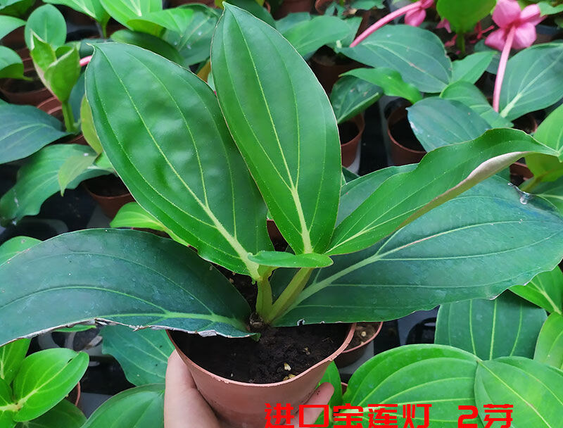 麦基乐 国产宝莲灯大苗【图片 价格 品牌 报价】-京东