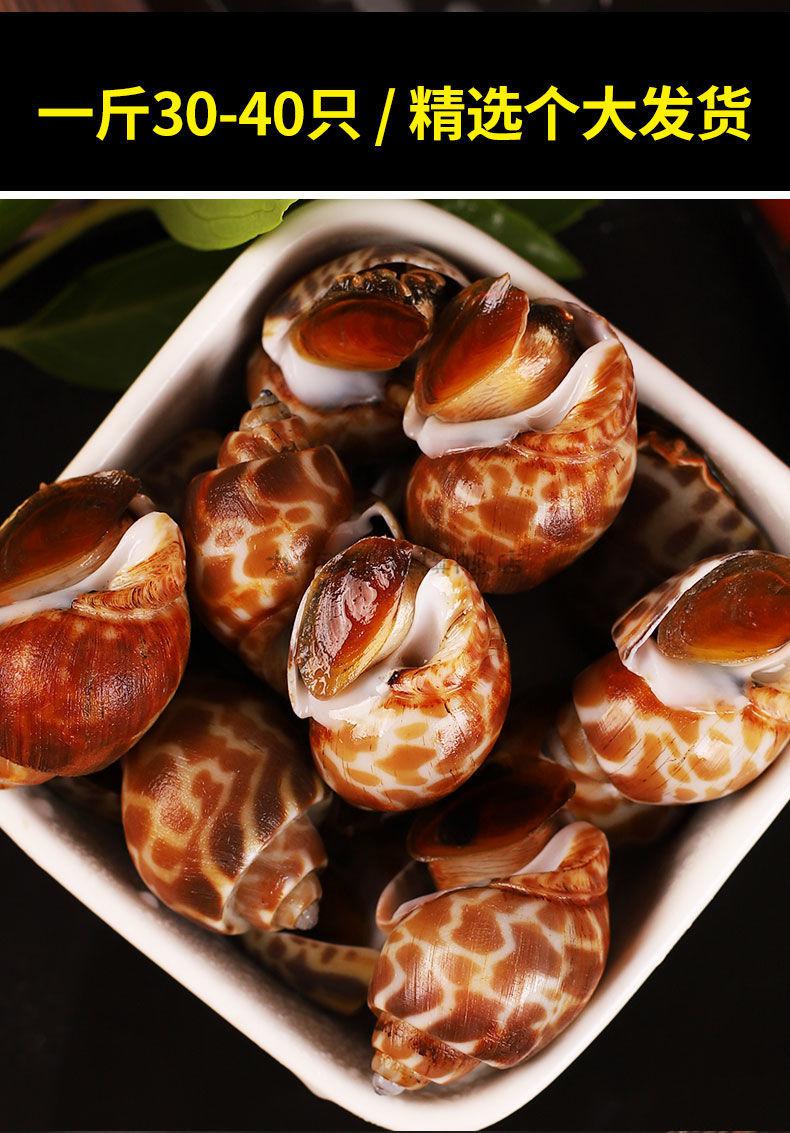 九河灌海旗舰店新鲜大花螺花螺鲜活冷冻东风螺海螺海猪螺生鲜海鲜水产