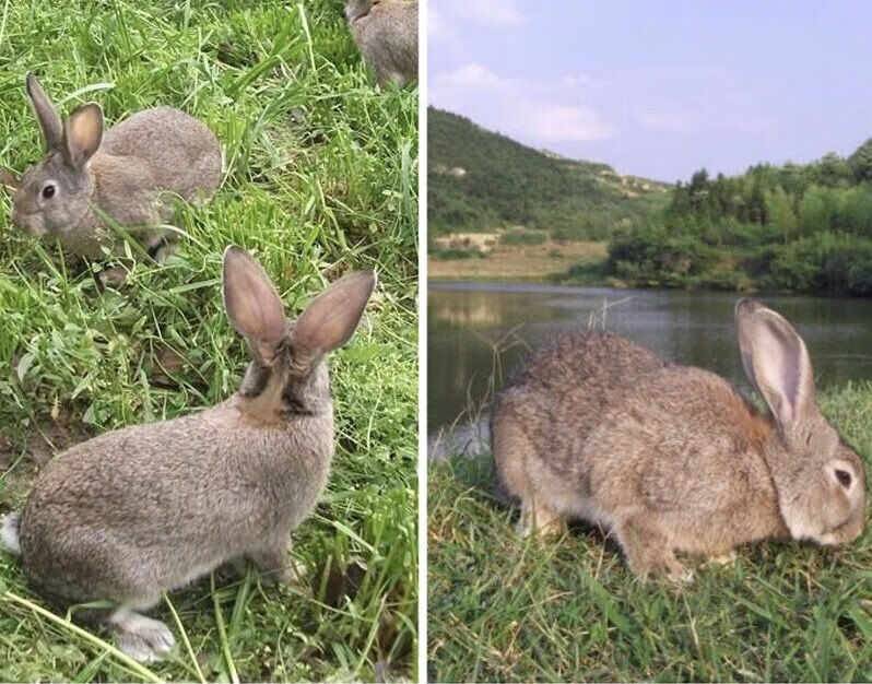 新鲜整只散养活兔现杀整只兔鲜兔速冻烧烤食材批发青封铭整只2斤