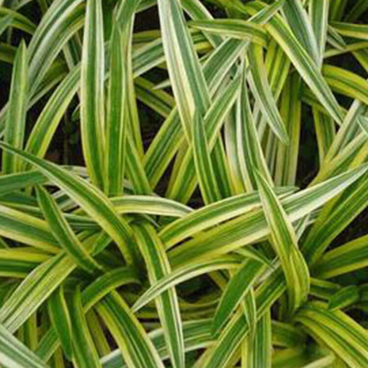 金边麦冬草阔叶苗耐阴耐寒四季常青庭院盆栽植物常绿玉龙草矮麦冬吉祥