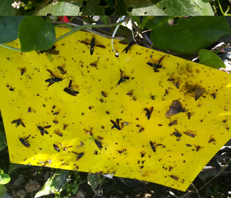 双面强力诱虫板黄板小飞虫果树苍蝇果蝇果园针蜂粘蝇贴蔬菜黄板20x15