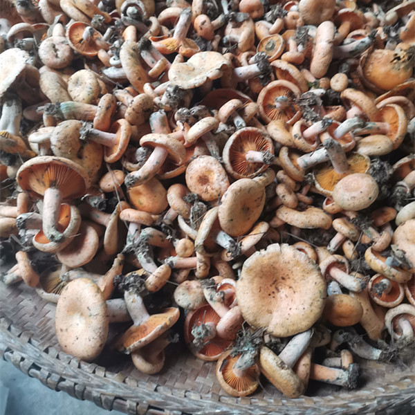 菌新鲜 乌枞菌 枞树菌 松树菌 雁窝菌 谷熟菌 寒菌 三九菇 俩斤 黄枞