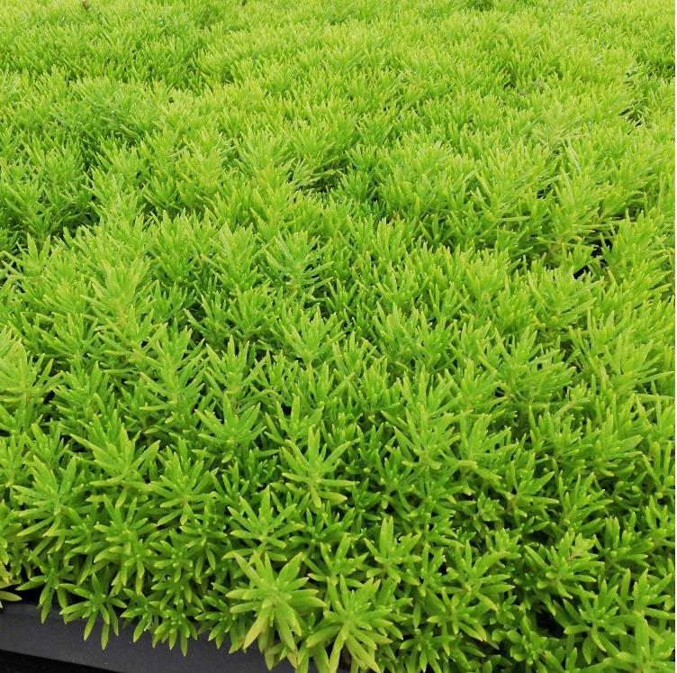 佛甲草垂盆草屋顶庭院花卉绿化种子苗盆栽坪楼顶隔热多肉植物一平方6