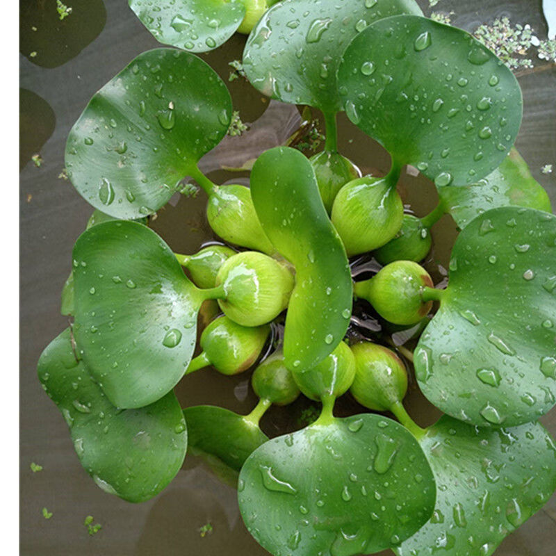 水葫芦是什么植物(水葫芦是什么植物裸子还是被子)