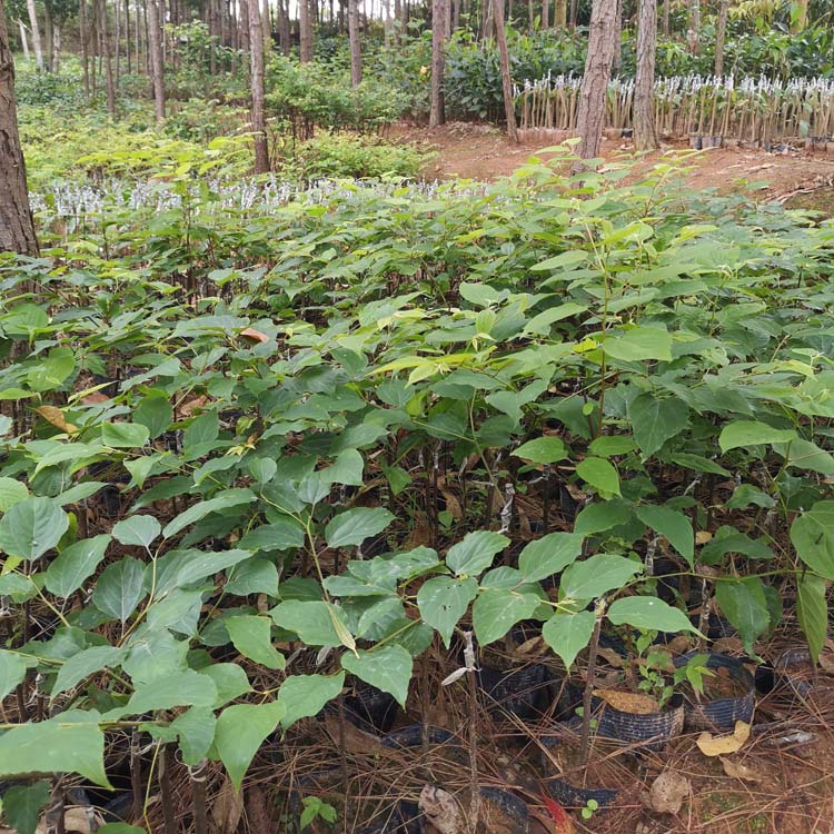 拐棗樹苗嫁接拐棗萬壽果雞爪梨金鉤子盆栽庭院南北方種植糖果帶土嫁接