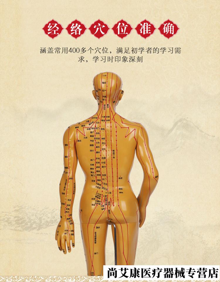 人体经络穴位图模型中医学针灸穴位人体模型全身男女小铜皮人模特50cm