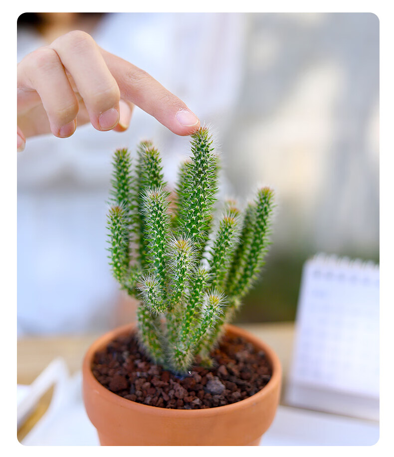 花姬松鼠团扇仙人掌盆栽万重山多肉植物稀有品种室内耐旱好养活松尾