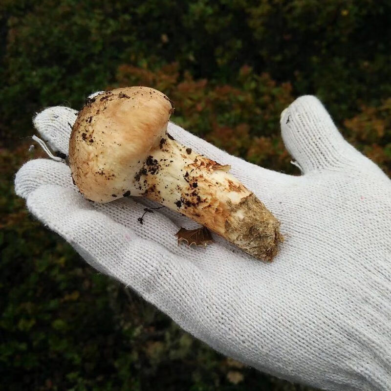 雅江新鲜松茸批发煲汤刺身未开伞500克顺丰冷链新鲜到家 宏嘉睿