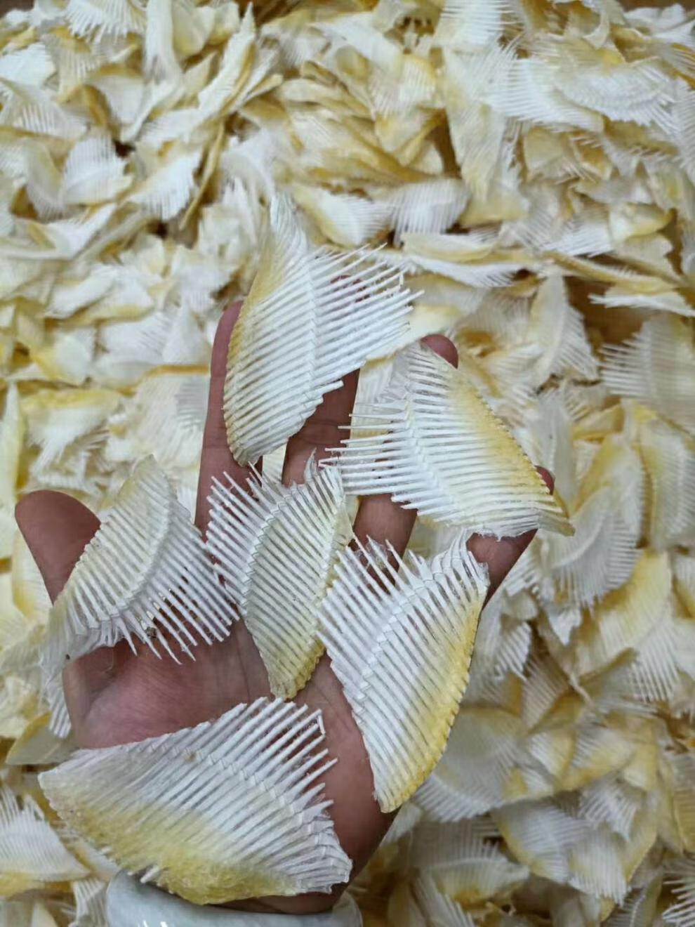 小号只骨软骨鲨鱼干海鲜干货骨胶原蛋白强筋骨煲汤材料 250g【图片