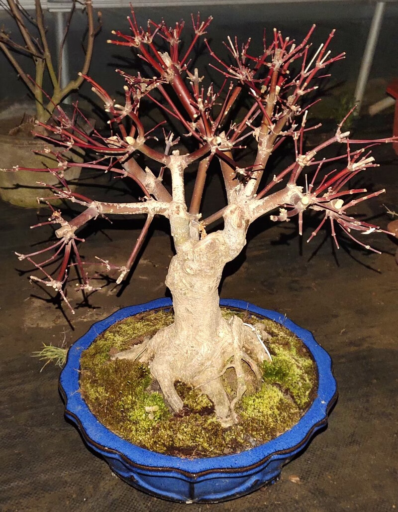 日本红枫盆景红舞姬盆栽老桩四季红枫树苗带叶子室内阳台庭院植物 5年