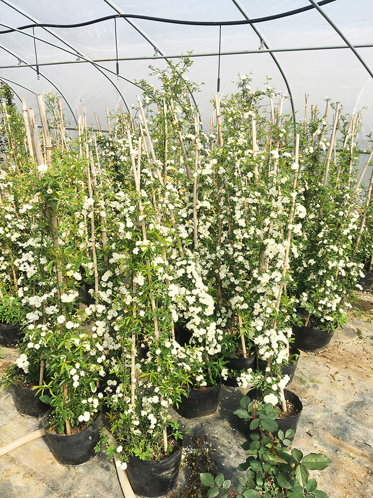 黎秋科 木香花苗爬藤植物红木香四季庭院耐寒白黄木香盆栽浓香型好养