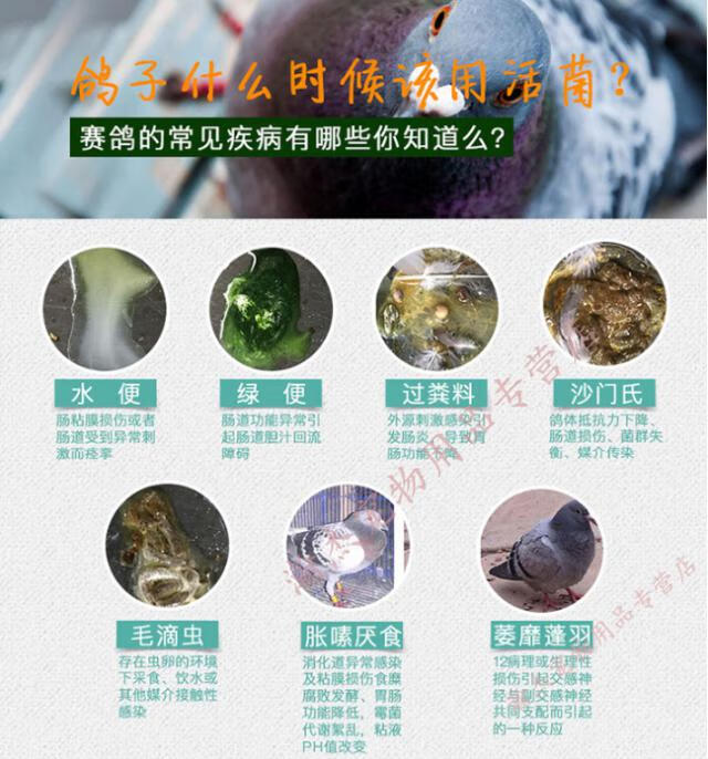 店鋪推薦鴿子用品鴿藥賽鴿中藥粉腸道水便不愛飛信鴿呼吸道毛滴蟲粉劑