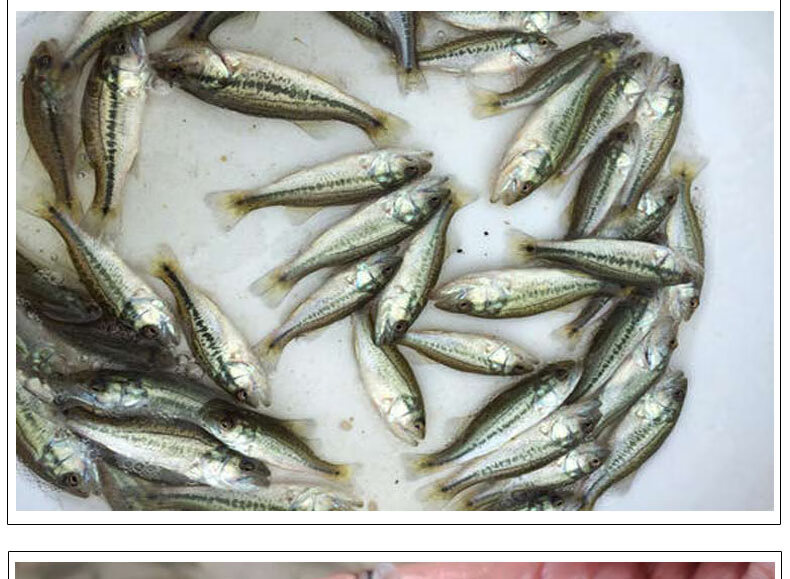 族萃鲈鱼苗加州淡水养殖攀鲈鱼活鱼水花大口黑鲈凶猛路亚鲈鱼鱼苗批发