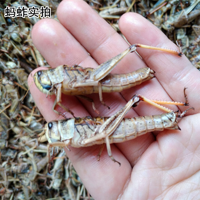 新鲜活体速冻纯母蚂蚱东亚飞蝗虫去翅带籽蚱蜢500g