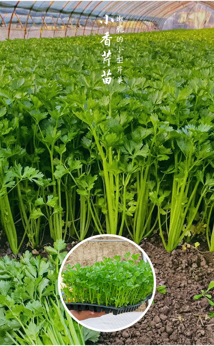 寿禾芹菜苗四季小香芹蔬菜秧苗盆栽大芹菜苗20棵