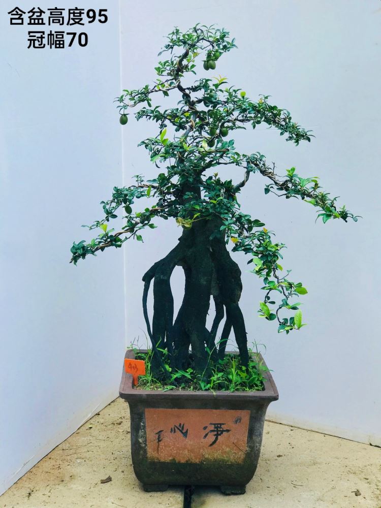 金弹子盆景盆栽观果金蛋子桩头连盆发货金弹子血红果花 1018 带盆栽好