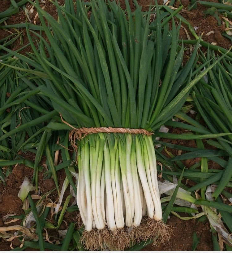 新店河南分葱大葱3斤5斤10斤一捆香葱精品5斤净重5斤