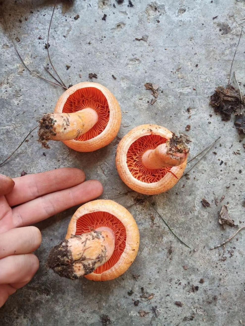 枞树菌 100g/250g/500g 恩施土特产湖北三九菌干松树菌松乳菇干枞菌寒