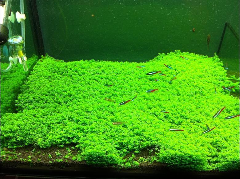 水草缸装饰鱼缸造景水草活体植物迷你爬地矮珍珠草皮前景阴性水草大