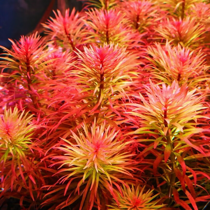 红太阳绿太阳古精太阳水草精品阳性水下叶草缸中后造景活体植物 一颗