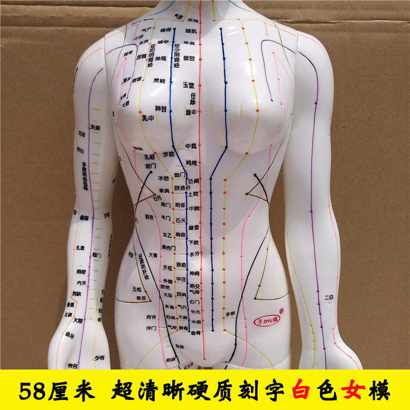 中医针灸穴位人体大模型 60cm加大经络穴位人体模型中针灸穴位图人模