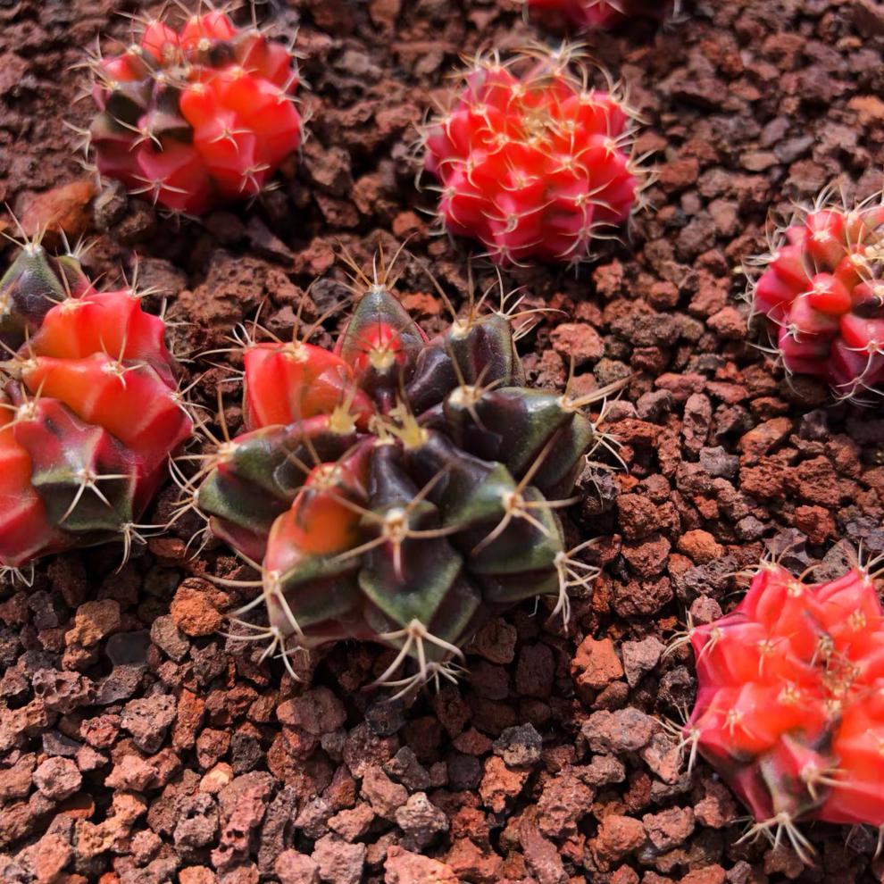 园艺 实生绯牡丹锦 精品开花仙人球多肉植物 实生绯牡丹锦2.