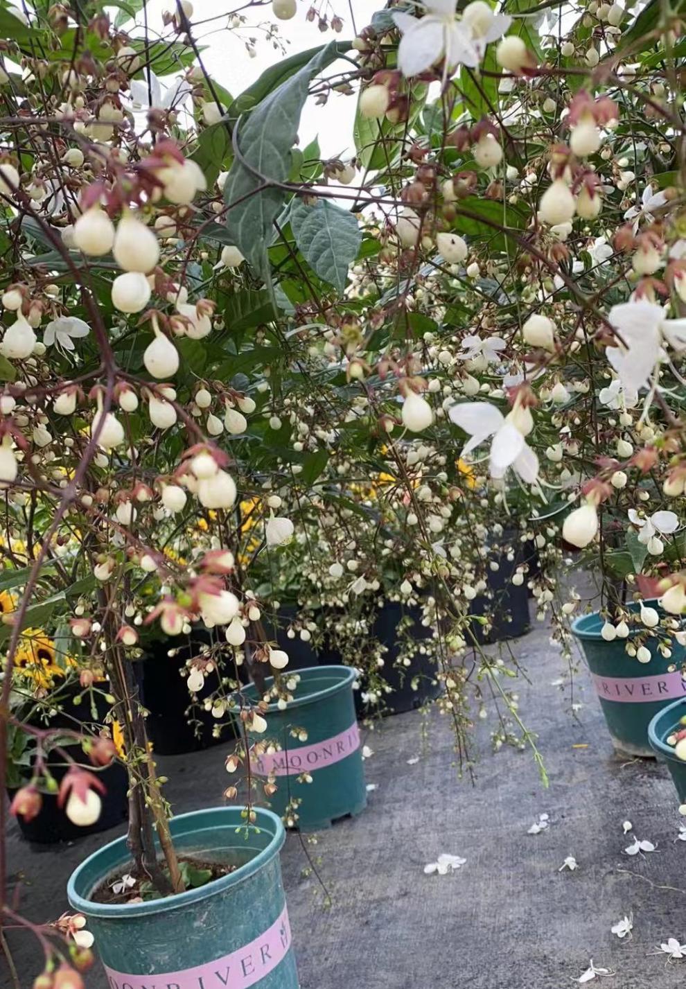 黎秋科垂丝茉莉白玉蝴蝶泰国进口植物垂茉莉开花清香盆栽阳台庭院花园